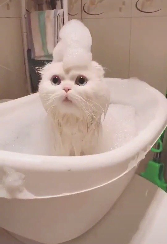 我爱洗澡皮肤好好 zt-动物萌宠区-虎扑社区