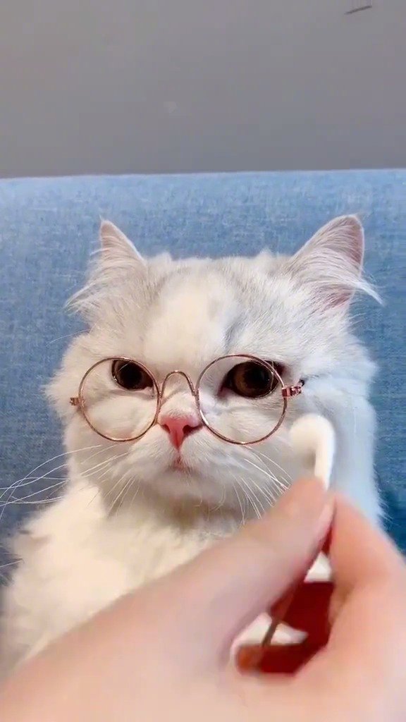 戴眼镜的喵喵这也太萌了吧zt