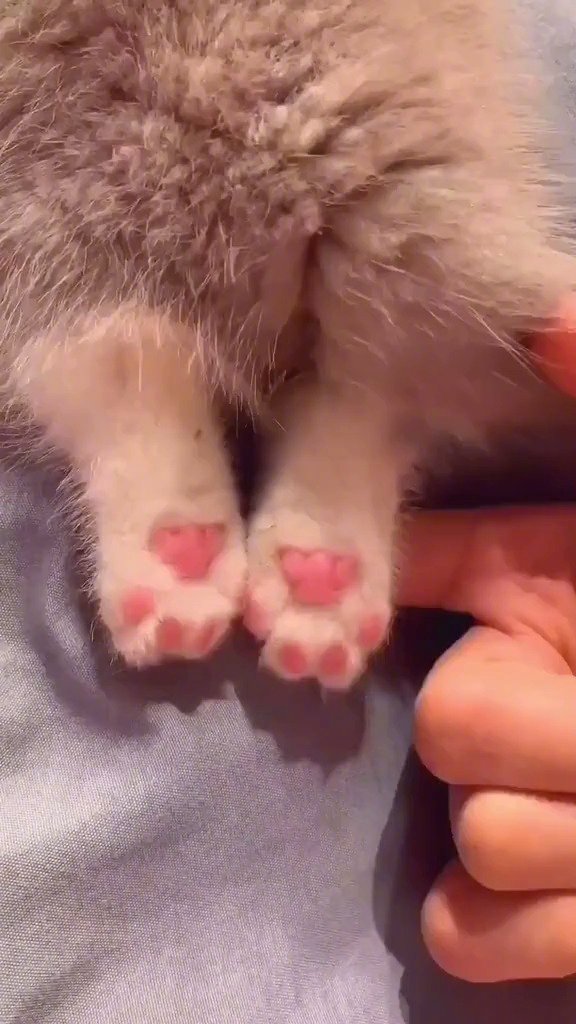 可爱的小jiojio大家喜欢吗zt