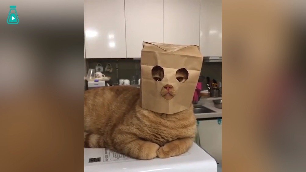 套上纸袋就是个莫得感情的杀手zt