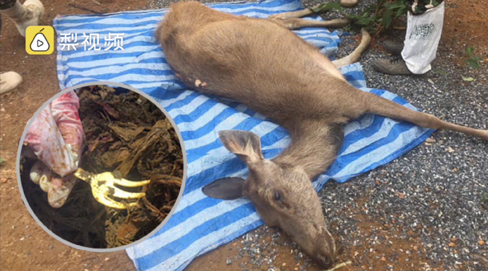 泰国公园死鹿胃内发现3公斤塑料还有一次性叉子zt