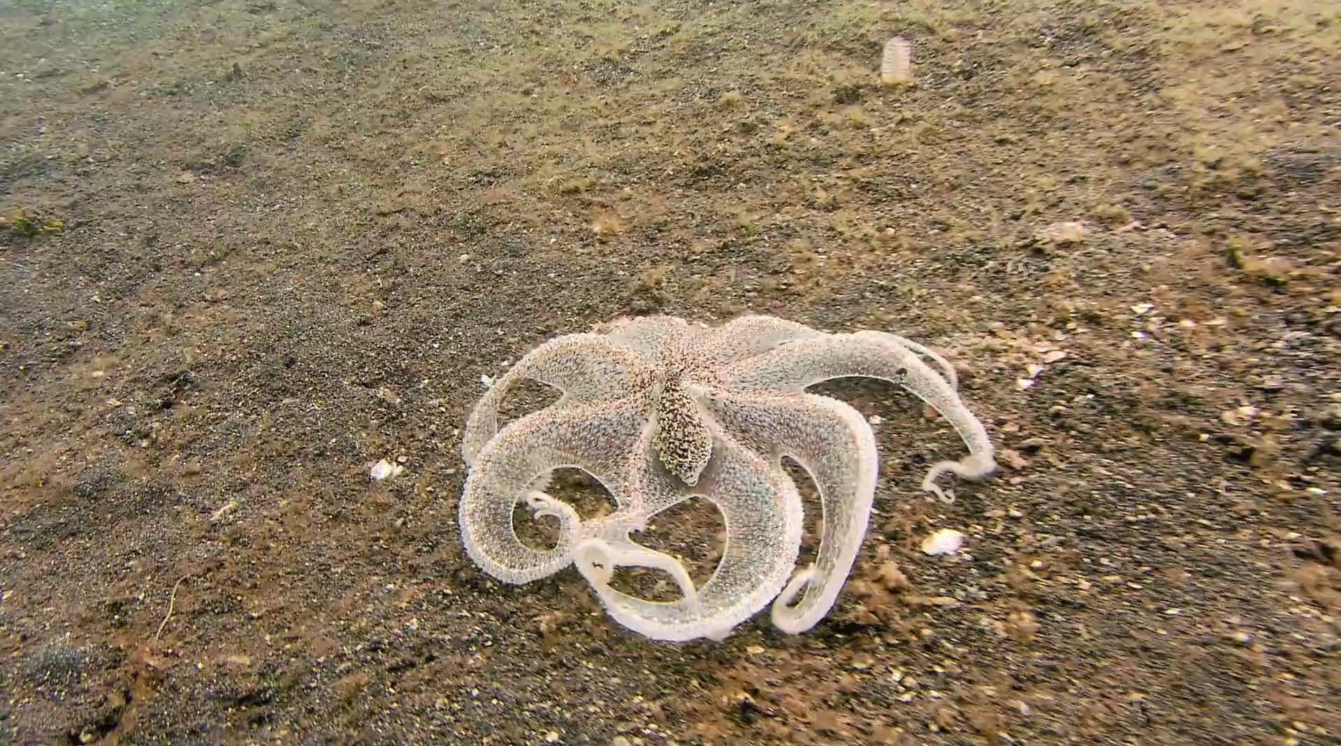 这章鱼的伪装简直了,形神兼似啊 zt-步行街主干道-虎扑社区