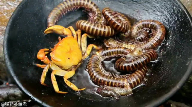 深夜放毒硬核吃播油炸千足虫