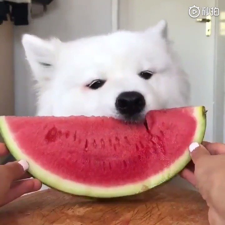 狗子吃西瓜而已我居然还看完了zt