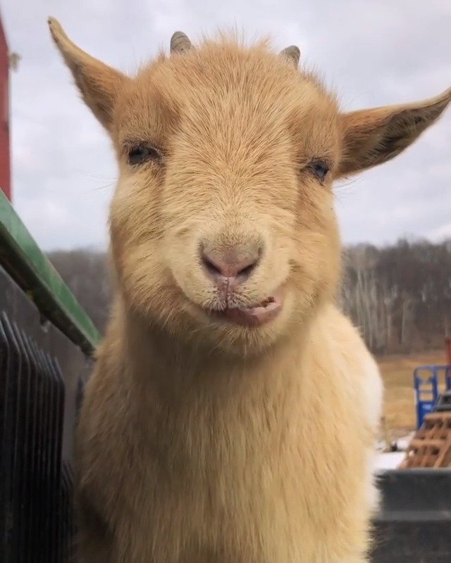 羊咩咩的吃播太可爱了zt