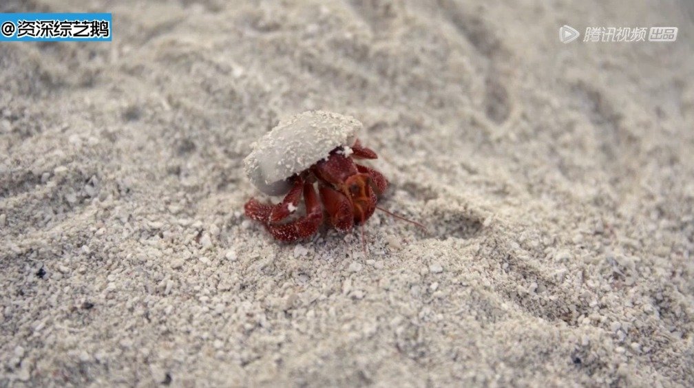 寄居蟹爬出壳的样子你们见过吗