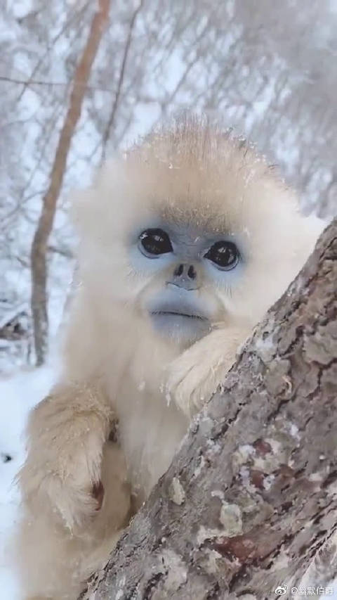 这样的蓝脸金丝猴jrs感觉如何