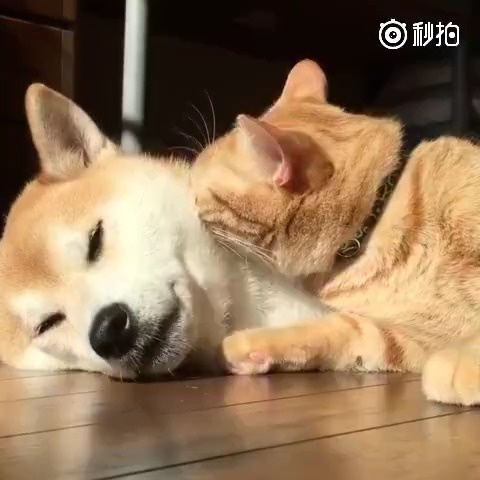 这猫和狗像极了小情侣早晨腻歪的样子