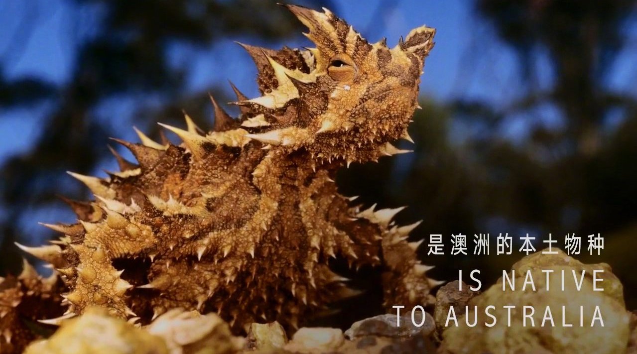 外形惊悚内心柔弱的摩洛克龙澳大利亚棘蜥